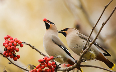 Waxwings on branch of mountain ash, with berries
