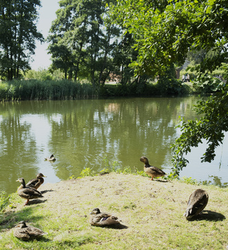 Ducks on riverbank